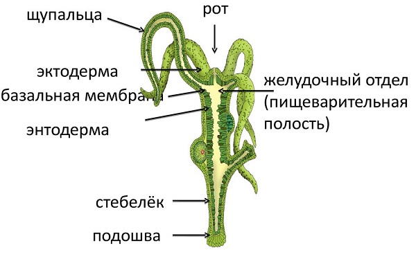 Регистрация кракен